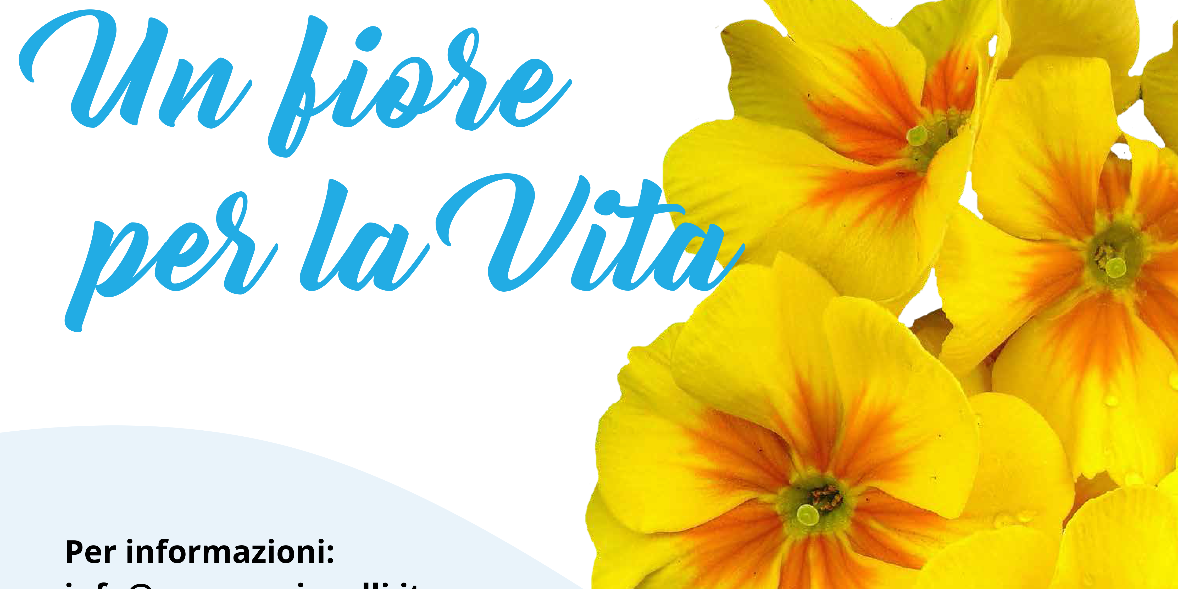 CAV_UnaGiornataPerLaVita_2023_Primule